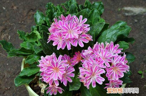 露薇花花苞变软 露薇花叶子发软怎么办？还能救吗？