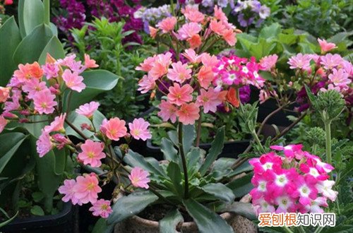 露薇花花苞变软 露薇花叶子发软怎么办？还能救吗？