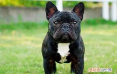 盘点法斗不能吃的五种食物 法斗千万不能吃的食物有哪些