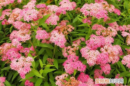 绣线菊冬天会落叶吗?冬天怎么养护呢视频 绣线菊冬天会落叶吗？冬天怎么养护呢？