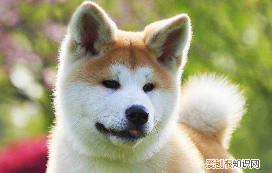 柴犬圆脸和尖脸柴犬脸为什么不圆 柴犬怎么养才会圆脸