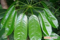 大叶伞黄叶是什么原因?怎么救治 大叶伞黄叶是什么原因？怎么救？