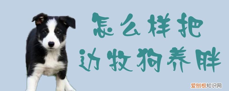 怎么样把边牧狗养胖,边牧太瘦了怎么养肥些