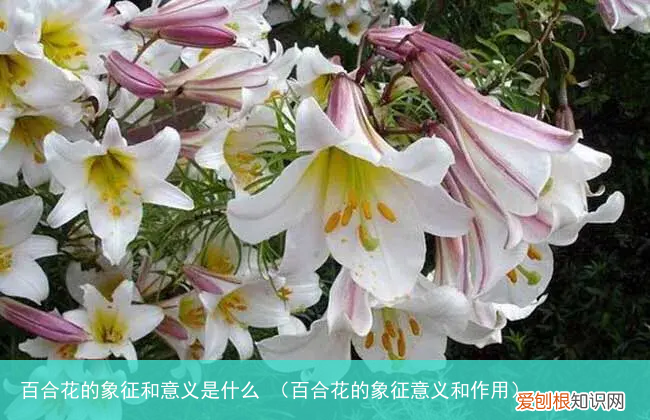 百合花的象征意义和作用 百合花的象征和意义是什么