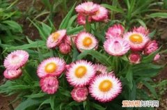 麦杆菊的花期怎么浇水 麦杆菊一年能开几次花？冬天要怎么养护？