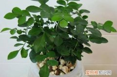 九里香花冬季怎么养 九里香冬天怎么养护？做好这几点，来年植株就可以长得好！