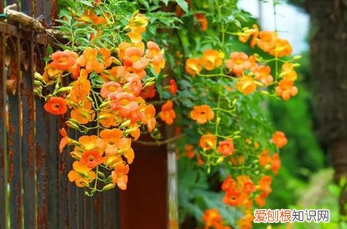 凌霄花冬天在室外能冻死吗 凌霄花冬天在室外能过冬吗？怎么养护？