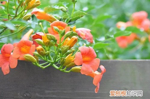 凌霄花冬天在室外能冻死吗 凌霄花冬天在室外能过冬吗？怎么养护？