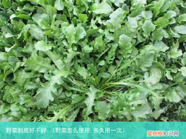 野菜怎么使用,多久用一次 野菜到底好不好