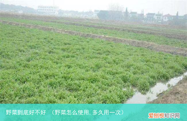 野菜怎么使用,多久用一次 野菜到底好不好