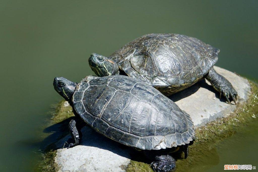 巴西龟可以暴晒吗 巴西乌龟可以晒太阳吗