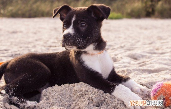 非泼罗尼喷剂狗会死 非泼罗尼对狗狗有害吗