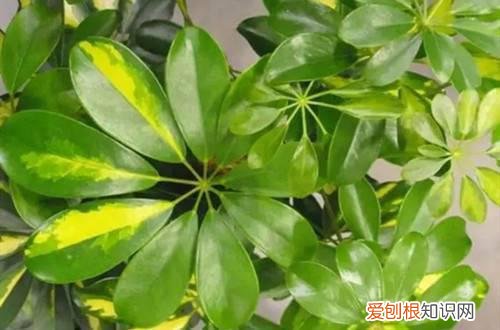 鸭脚木黄叶是怎么补救 鸭脚木黄叶子是什么原因？怎么救？