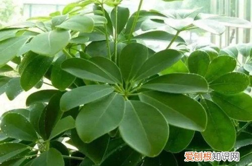 鸭脚木黄叶是怎么补救 鸭脚木黄叶子是什么原因？怎么救？