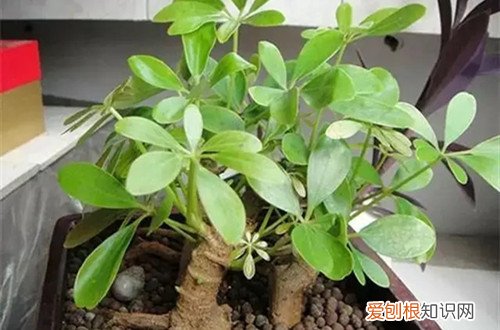 鸭脚木黄叶是怎么补救 鸭脚木黄叶子是什么原因？怎么救？