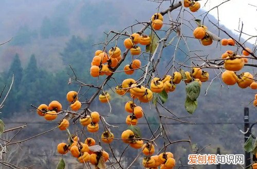 柿子树不让长高有什么办法 柿子树长得太高了怎么办？要怎么矮化呢？