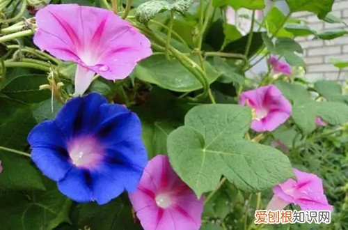 牵牛花冬天在室内种可行吗 牵牛花冬天还能生长吗？要怎么养护呢？