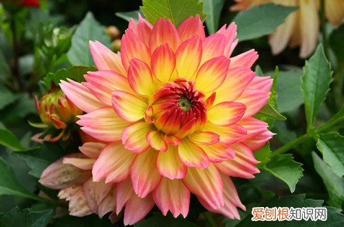 养殖大丽花在冬天怎么养护 大丽花冬天如何养护？有两种过冬方法，你选对了吗？