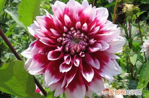 养殖大丽花在冬天怎么养护 大丽花冬天如何养护？有两种过冬方法，你选对了吗？