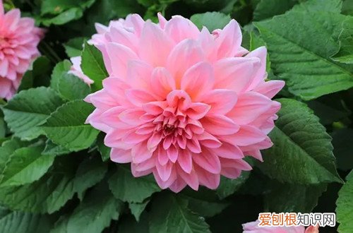 养殖大丽花在冬天怎么养护 大丽花冬天如何养护？有两种过冬方法，你选对了吗？