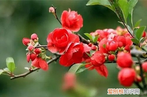 海棠花冬天怎样养护 海棠花冬天怎么养护？哪个时候要移到室内养护？