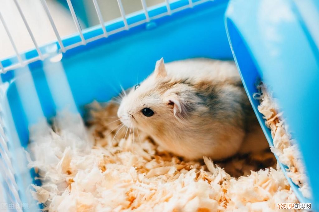 仓鼠总是拉稀便 仓鼠总是拉稀粑粑怎么回事