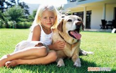 拉布拉多幼犬吃鸡蛋黄好吗 拉布拉多幼犬多大吃蛋黄