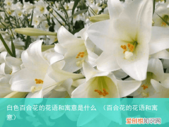 百合花的花语和寓意 白色百合花的花语和寓意是什么