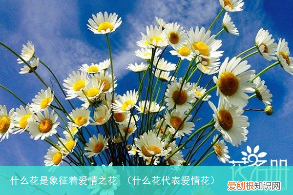 什么花代表爱情花 什么花是象征着爱情之花