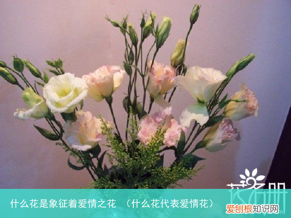 什么花代表爱情花 什么花是象征着爱情之花