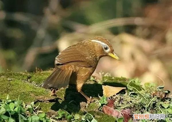 饲养画眉鸟，宠物主人要知道的除虫知识，别忽视了