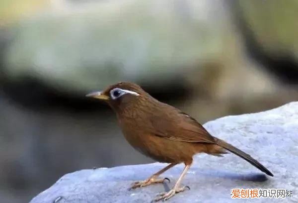 饲养画眉鸟，宠物主人要知道的除虫知识，别忽视了