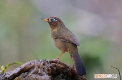 饲养画眉鸟，宠物主人要知道的除虫知识，别忽视了