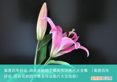 寓意百年好合 百合花的四个唯美传说图片大全视频 寓意百年好合 百合花的四个唯美传说图片