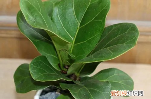 琴叶榕烂根是什么原因?怎么救治 琴叶榕烂根是什么原因？怎么救？