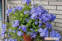 盆栽蓝雪花如何过冬 蓝雪花冬天要怎么养护？可以试着这样养，来年开更多花！