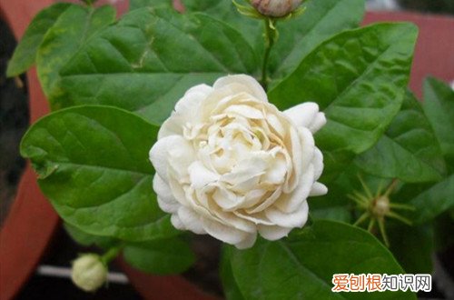 虎头茉莉花苞不开 虎头茉莉花不开花是什么原因？怎么办？