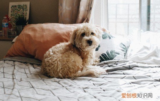 小狗吃幼犬粮吃到几个月 幼犬粮吃到几个月