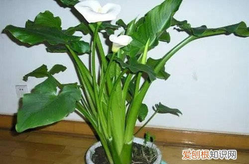 马蹄莲花期多长时间 马蹄莲花期是什么时候？开花后要怎么处理？