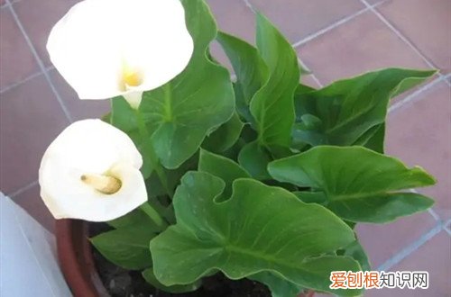 马蹄莲花期多长时间 马蹄莲花期是什么时候？开花后要怎么处理？