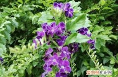 金丝露花有毒吗 金露花有毒吗？还能养在家里吗？