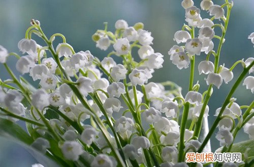 兰花排铃期可以施肥吗 铃兰花需要施肥吗?要施什么肥好?