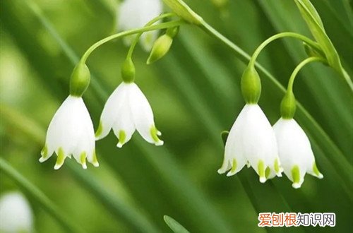 兰花排铃期可以施肥吗 铃兰花需要施肥吗?要施什么肥好?