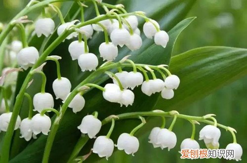 兰花排铃期可以施肥吗 铃兰花需要施肥吗?要施什么肥好?