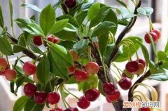 盆栽樱桃树的养殖方法和注意事项 盆栽樱桃怎么养护？注意这些养护细节，就能种出樱桃！