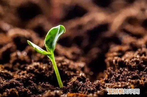 在生物修复过程中,利用植物对土壤进行修复 土壤活化剂是什么？它不仅可以改良土壤，还能促进根系的生长！