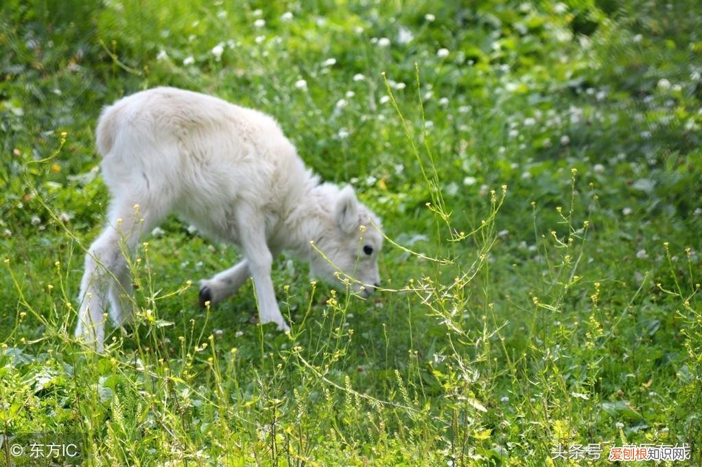 羊为什要断尾巴 羊断尾多长时间能掉