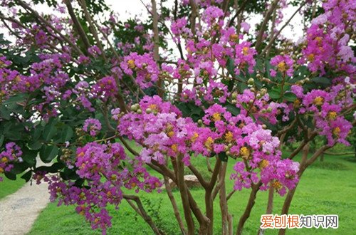 紫薇要修剪吗 紫薇要怎么修剪呢？有哪些修剪方法？