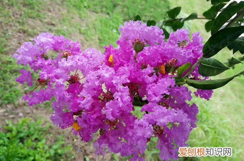 紫薇要修剪吗 紫薇要怎么修剪呢？有哪些修剪方法？