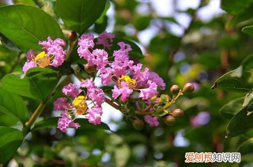 紫薇要修剪吗 紫薇要怎么修剪呢？有哪些修剪方法？